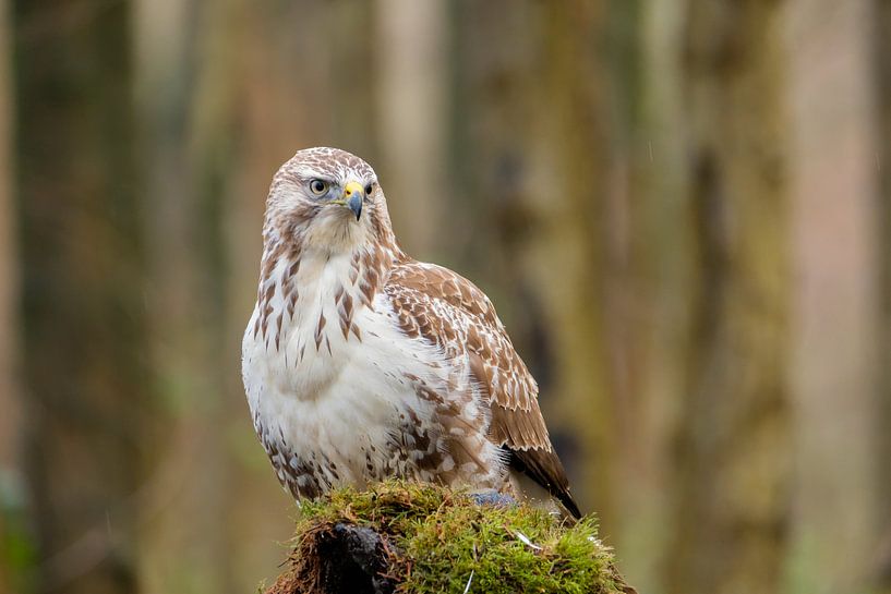 Buizerd von Joke Beers-Blom