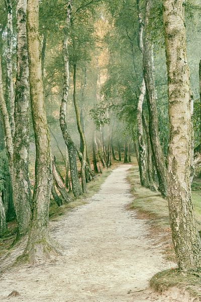 Sentier Posbank par Lars van de Goor