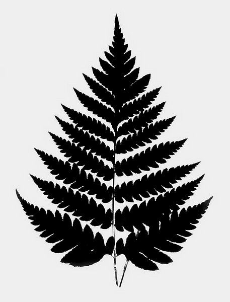 Fougère japonaise minimaliste par FRESH Fine Art