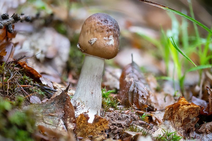 Mushroom by Hans-Jürgen Janda