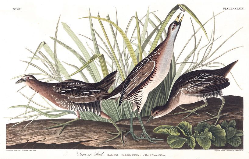 Carolinasumpfhuhn von Birds of America