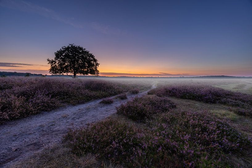 Weg durch die Bussumer Heide von peterheinspictures