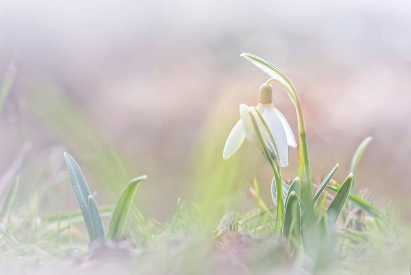 Engagement des perce-neiges par Arja Schrijver Photographe