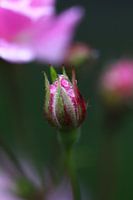 Röschen im Morgentau noch geschlossen 2