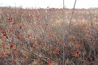 Bentwoud, Zuid-Holland, Nederland