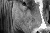 Nahaufnahme Kuh schwarz und weiß