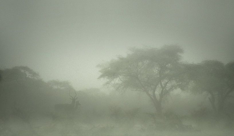 520 Kenya Meru - Scan d'un film analogique par Adrien Hendrickx