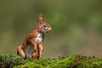 Red Squirrel