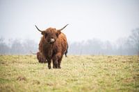 Les Highlanders écossais