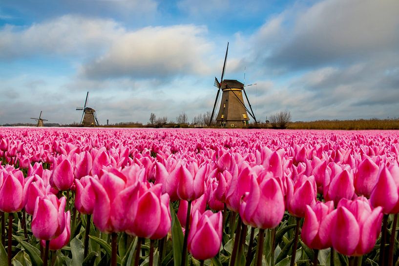 Tulips in Holland, bulb fields Netherlands. by Gert Hilbink