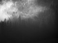 Trees in the fog 2