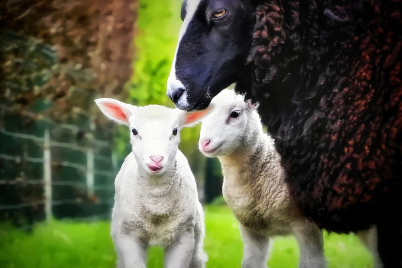 Unter den Flügeln der Mütter von Maickel Dedeken