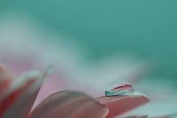 Des larmes dans le ciel