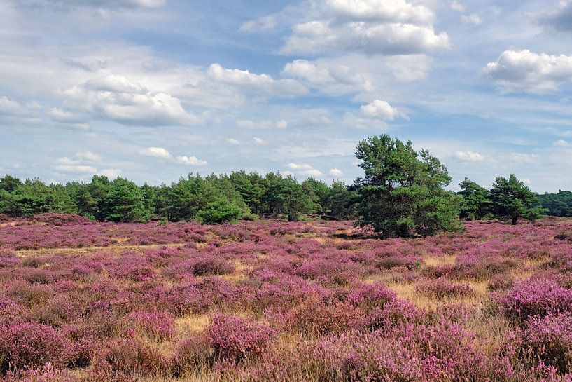 L'art violet de la terre mère ! par Ronald Smits