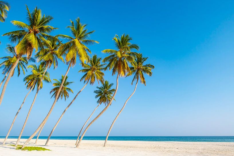 Tropischer Strand mit Palmen im Oman. von Ron van der Stappen