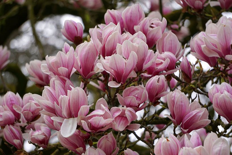 Magnolie von Ineke Klaassen