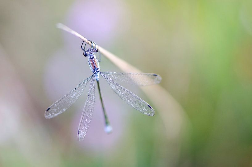 Libelle par Lucia Kerstens