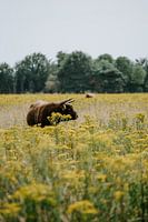 Schottischer Hochlandbewohner in Huis ter Heide