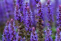 Salvia nemorosa, blauw paars in de bloei