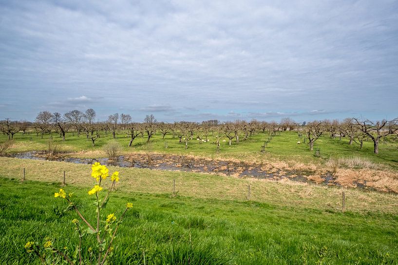 Schapen bij fruitbomen par Moetwil en van Dijk - Fotografie