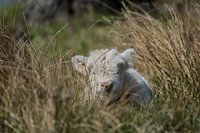 Scottish Highlander hiding in the grass