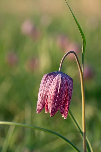 kievietsbloem par Jan Roelof Brinksma