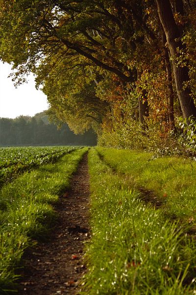 Pfad entlang des Waldes von Anke Winters
