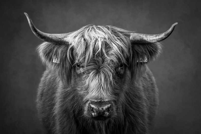 Highlander écossais : portrait en noir et blanc par By Marjolein Design