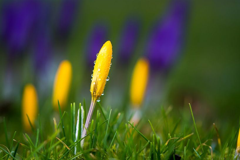 Krokus von Alena Holtz