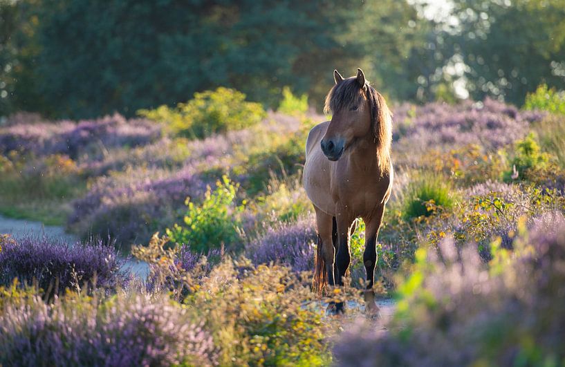 Cheval islandais sauvage sur la Posbank par Ronne Vinkx
