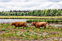 Paar schottische Hochländer