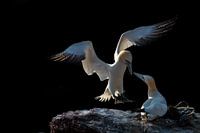 Treffen (Jan van Gent)