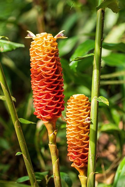 Rote Pinienzapfen Ingwer, schöne Blume aus dem schönen Costa Rica von Mirjam Welleweerd