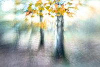 The Birch Tree in the Forest