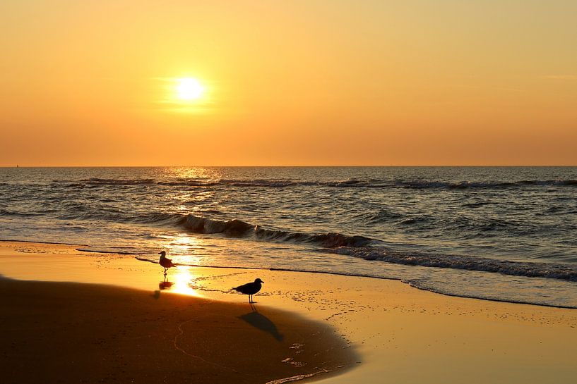 Une mouette au coucher du soleil par Christian Carrette