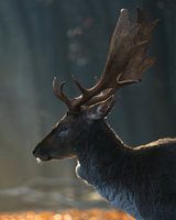 Fallow deer at Kroondomein 't Loo