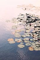 Seerosen im Teich an einem schönen Sommertag im Nachmittagslicht