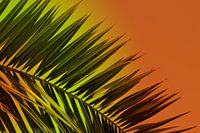 Varen - Zonsondergang