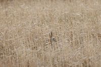 Rohrdommel in Körperhaltung im Schilfgürtel