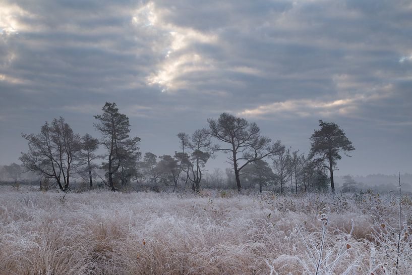 Winter moorland by Theo Bauhuis