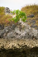 Baum wächst aus dem Felsen