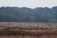 Rothirsch bei Uddel, Veluwe