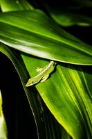 Ein grüner Freund in Kona | Hawaii