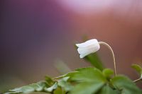 Weißer Sauerampfer Makro