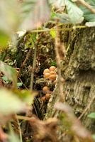 Knus tussen het hout