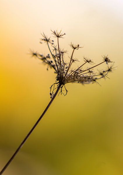 HERBSTRANKE par Jürgen Schneider
