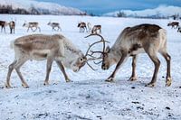 Reindeer in Tromsø, Norway
