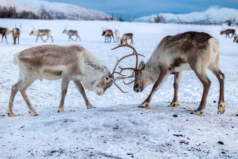 Reindeer in Tromsø, Norway by Anouk Kooiman