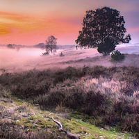 Natuur Veluwe Wolfheze