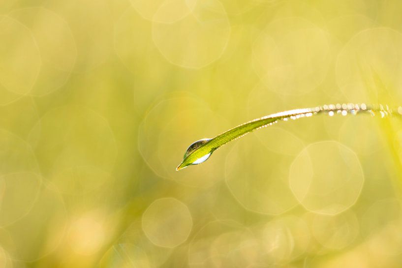 Zonnige regendruppel van Lukas Frank